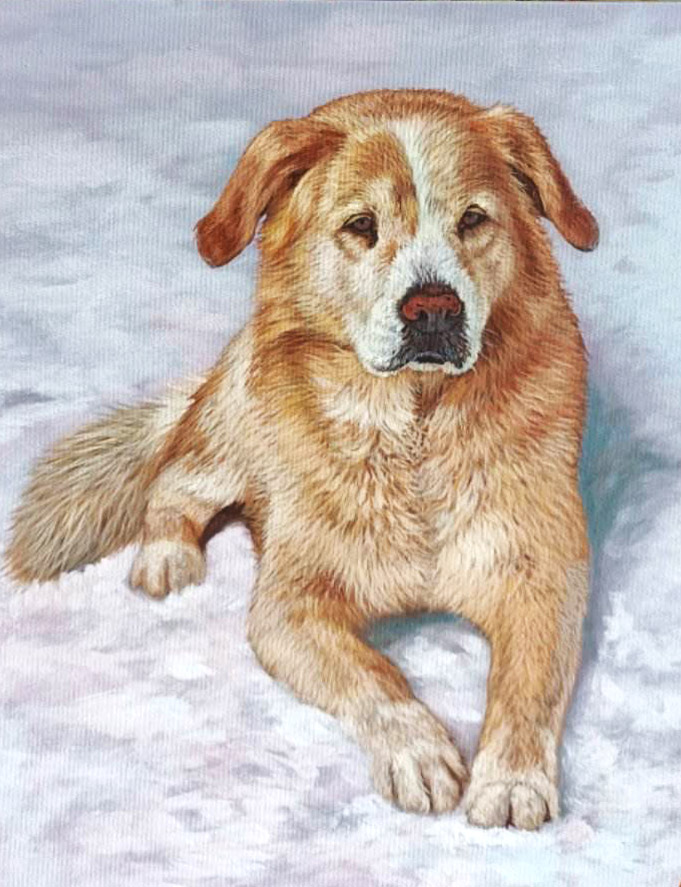 Portret van een rode hond